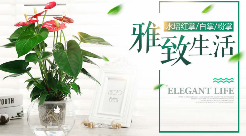 花卉綠植租賃租擺網(wǎng)站建設(shè)
